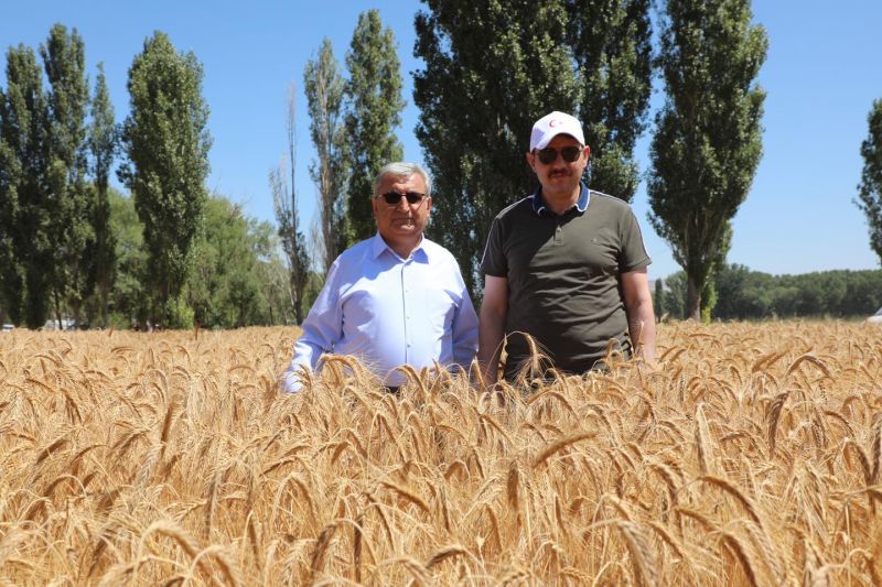 ZERON BUĞDAYININ İLK HASADI GERÇEKLEŞTİRİLDİ