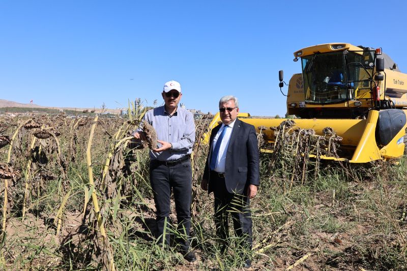 ÇEREZLİK AYÇİÇEĞİ HASAT TÖRENİ YAPILDI